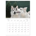 thumbnail image 5 of Siberian Husky - the archetype (Monthly Wall Calendar 2026 16.5 x 23.4 (open)), CALVENDO 14 Month Calendar, 5 of 9