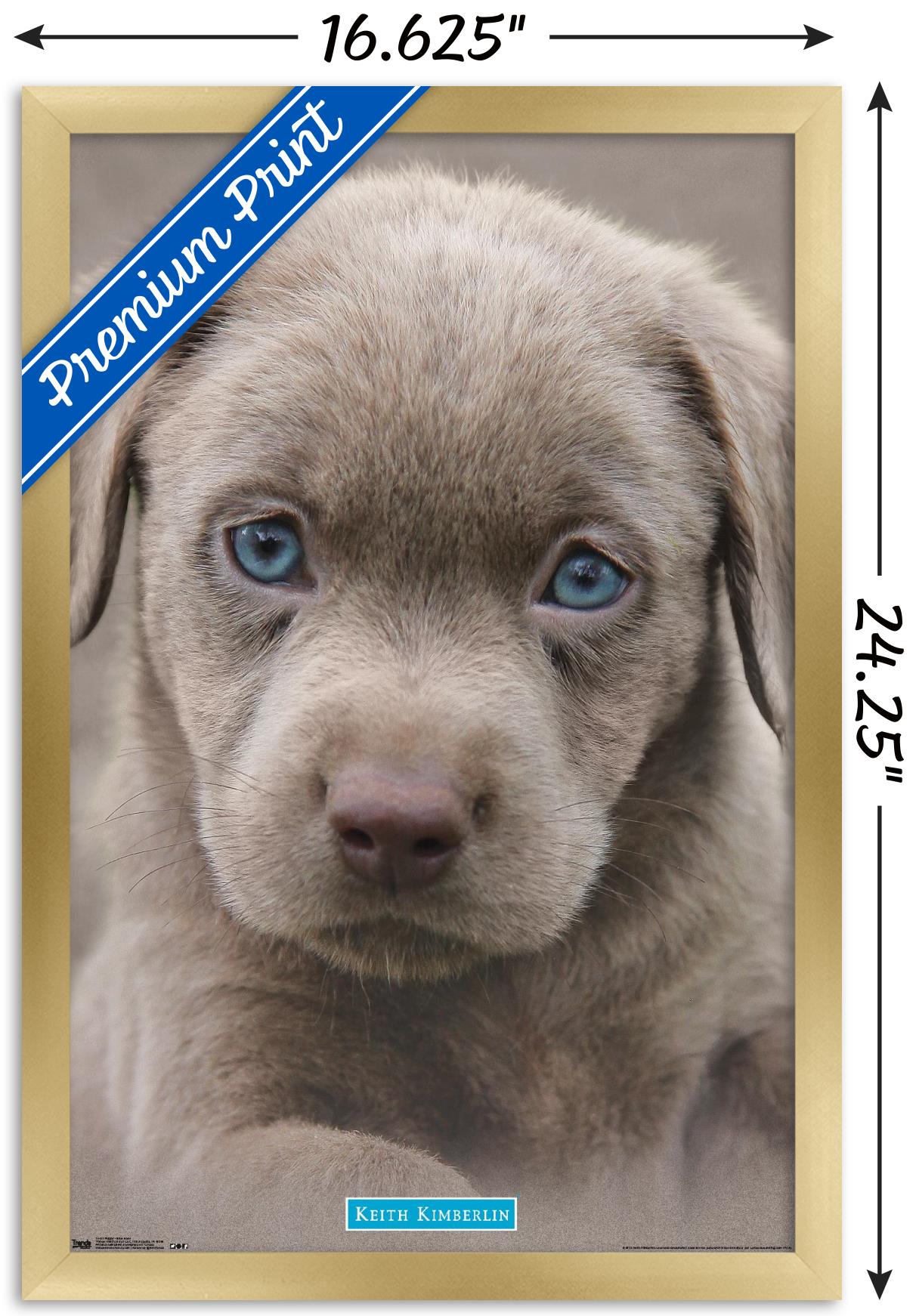 Keith Kimberlin - Puppy - Blue Eyes Wall Poster, 14.725" x 22.375", Framed