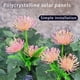 thumbnail image 4 of Luces solares para flores al aire libre - Packs de 4 luces LED ajustables para estacas, encendido/apagado automático, impermeables IP65, hasta 8 horas de luz intensa para jardín, patio y pasillo, 4 of 9