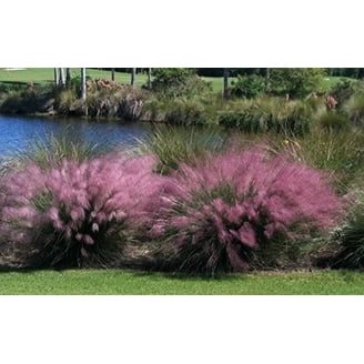Better Homes & Gardens 1.5PT Spanish Lavender Live Perennial Plant Sun  5-Pack - Walmart.com