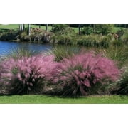 Pink Muhly Grass Plant in a 4 Inch Container