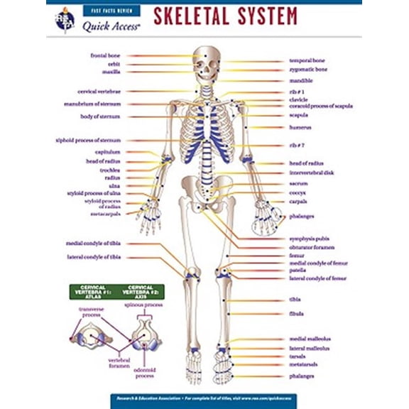 Pre-Owned Quick Access: Skeletal System (Other)