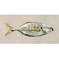 thumbnail image 2 of Caroline, Emma 18x11 White Modern Wood Framed Museum Art Print Titled - Fresh Fish Study I, 2 of 4