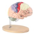 thumbnail image 4 of Modelo anatómico médico de cerebro humano a escala 1:2, corteza cerebral, nervio, 4 partes, 4 of 14