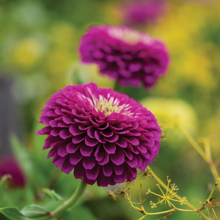 Burpee Zinnia Purple Prince, Bright Rose-Purple, Full Sun, Annual