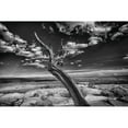 thumbnail image 3 of Linden, Sally 14x11 Black Modern Framed Museum Art Print Titled - Desert Tree, 3 of 5