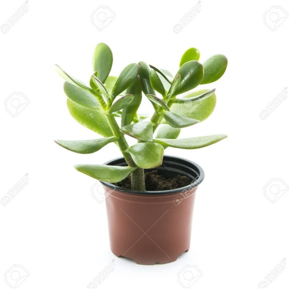 Sunset Jade Plant - Crassula - Easy to Grow House Plant - 3" Pot