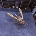thumbnail image 3 of 3D Metal Puzzle Mosquito C Insects Model Kit, 213PCS Steampunk DIY Assembly Mechanical Building Kit Collectible Home Decor for Birthday Christmas Adults & Teens, 3 of 9