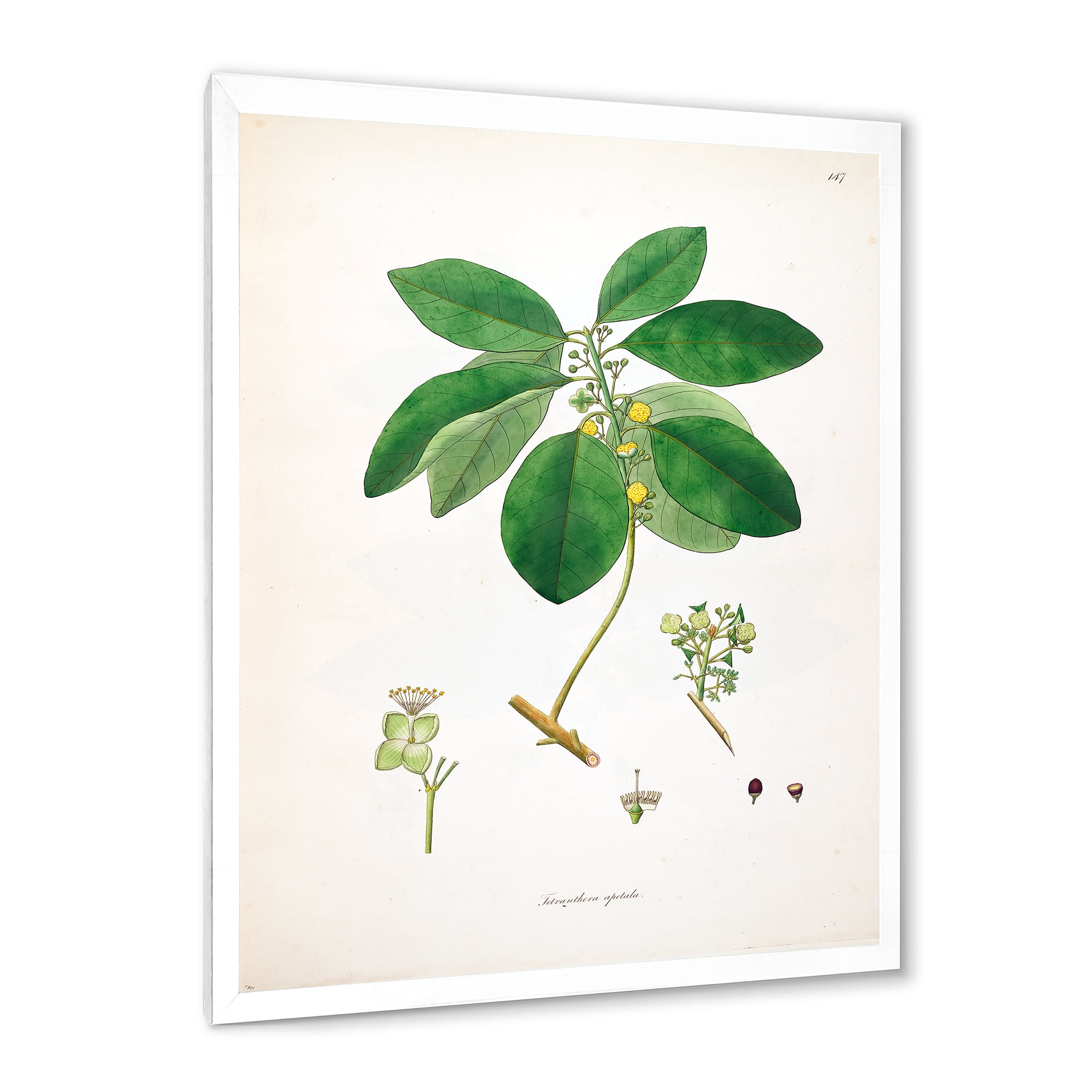 Designart 'Ancient Botanicals V' Farmhouse Framed Art Print