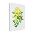 thumbnail image 3 of Trademark Fine Art Kata Botanical Oregon grape or Mahonia Canvas Wall Art, 3 of 4