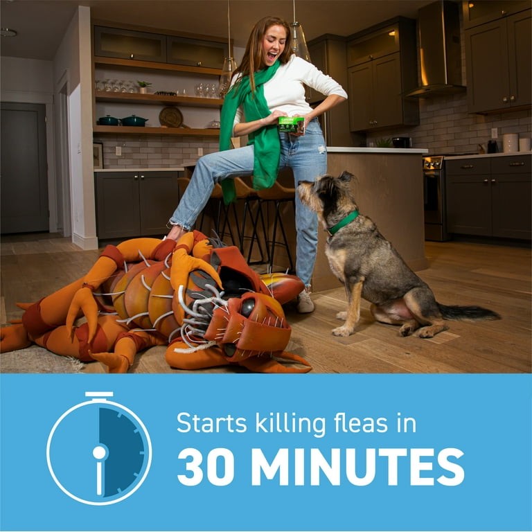 Capstar for top kittens walmart