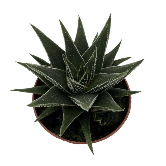Haworthia herbacea - Succulent House Plant - 2.5" Pot