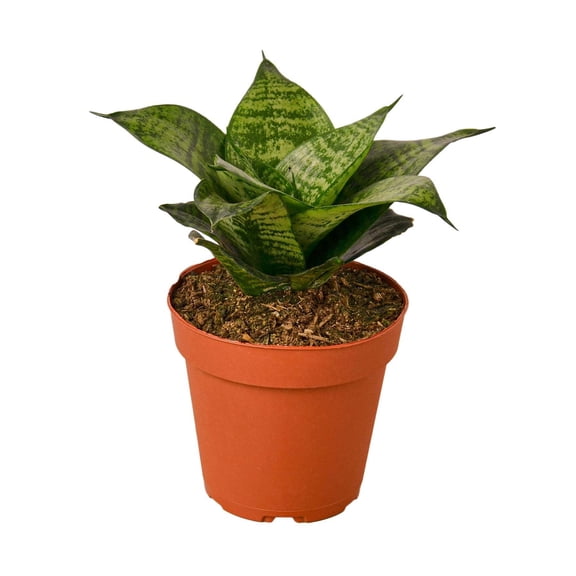 Snake Plant Black Robusta, 3" Pot, Indoor Houseplant, Easy Care, Live Plant for Indoor & Outdoor