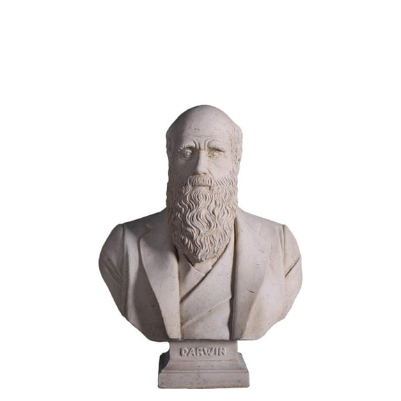 Darwin Stone Bust Life Size Statue