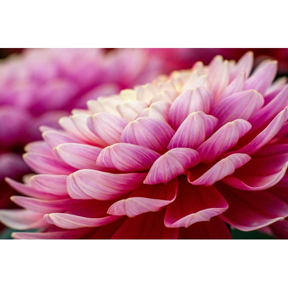 Art.com USA, Washington State, Pacific Northwest Sammamish Dahlia flowers in bloom Photographic Print by Sylvia Gulin, 24" x 16"