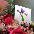 thumbnail image 3 of 3drose, Blue Flag Iris, Iris Versicolor, with White Background, Marion Co., Il, 6 Greeting Cards with Envelopes, 3 of 7