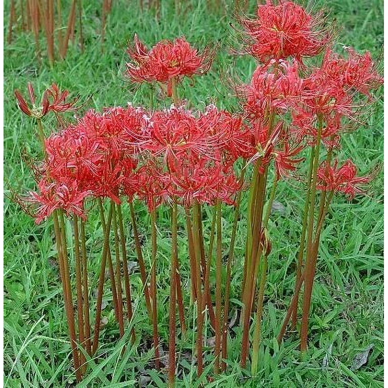 Daylily Nursery, Red Surprise Lily, Resurrection Lily, 2 Bareroot