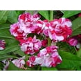 thumbnail image 4 of czcpp-GL Seeds Indoor Balsam Camilia Mix Non GMO, 4 of 4