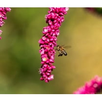 Kiss Me Over The Garden Gate Cottage Garden Flower Premium Seed Packet