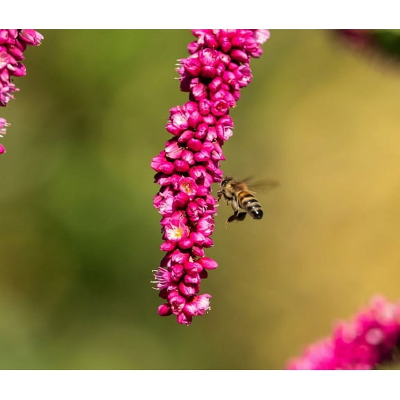 Kiss Me Over The Garden Gate Cottage Garden Flower Premium Seed Packet