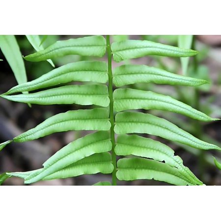 Classy Groundcovers, Tennessee Ostrich Fern, Glade Fern, Narrow Leaf Spleenwort, Narrow Leaf Glade Fern (25 Bare Root plants)