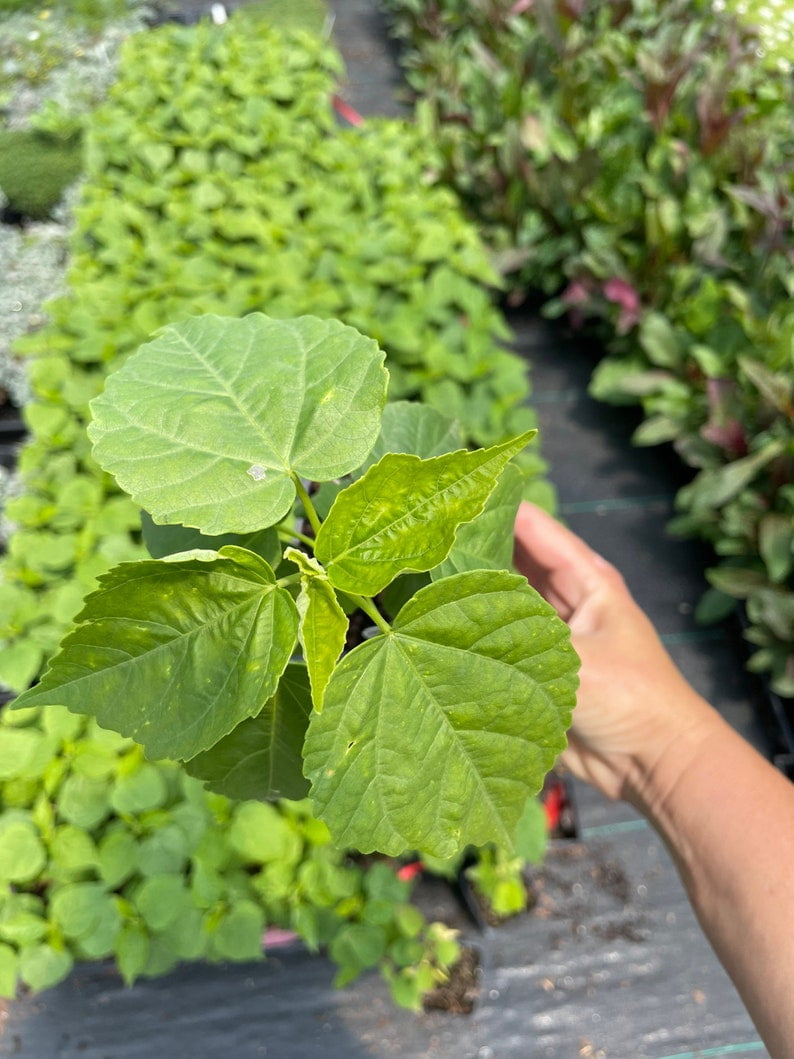 2 Luna Pink Swirl Hibiscus Plants in 3.5" Pots