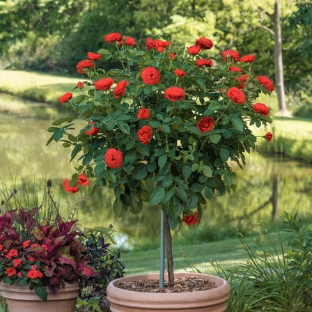 Take It Easy Shrub Tree Rose Dormant Bare Root Plant (1-Pack)