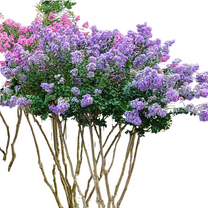 Purple Crape Myrtle Tree, Hardy Flowering Ornamental Tree for Gardens