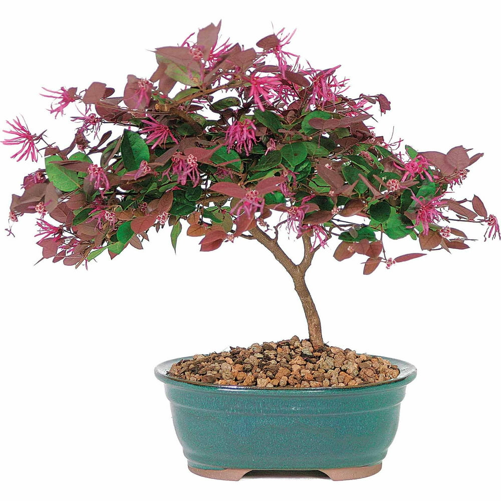Brussel's Fringe Flower Bonsai Medium (Indoor)