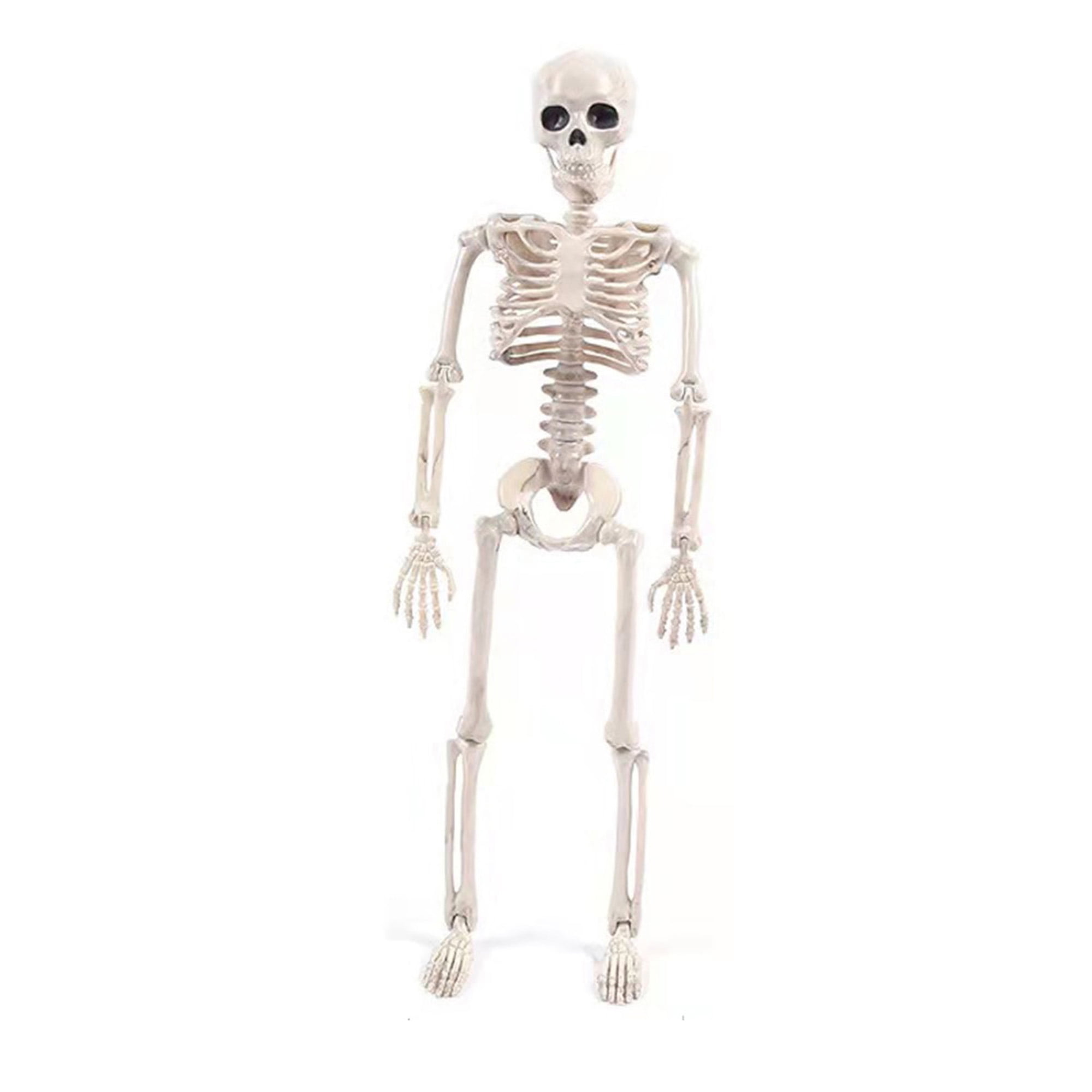 Human Skeletons NEW Details about   Skeleton Cage Halloween Prop 