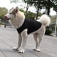 thumbnail image 1 of Xiao Hua Chaleco transpirable para perros y gatos, sudadera para cachorros, ropa para perros, abrigos para perros pequeños, medianos y gatos, XS, A30, 1 of 4