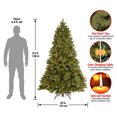 thumbnail image 4 of National Tree Company Sentir Réel 6.5' Artificiel Prélit Douglas Sapin, 4 of 7