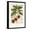 Black Frame, variant on Art.com Botanical Drawing of Coffee Plant Art Print, 12" x 18"