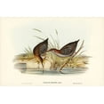 thumbnail image 2 of Gould, John 14x11 Black Ornate Wood Framed with Double Matting Museum Art Print Titled - Lewins Water Rail-Rallus Lewinii, 2 of 4