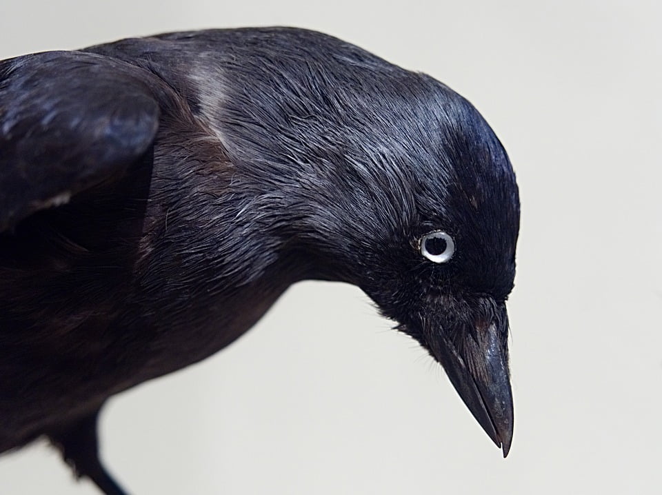 stuffed crow