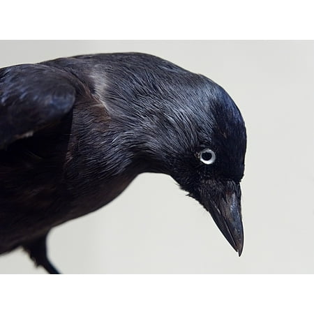 LAMINATED POSTER Taxidermy Black Crow Stuffed Museum Exhibit Bird Poster Print 24 x