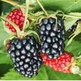 thumbnail image 2 of Set 2 Arapaho Thornless Blackberry Plants 4-7" Tall for Planting, Blackberry Bush Tree, Thornless Black Berry Plant, Sweet Fruit Plant for Garden, 2 of 4