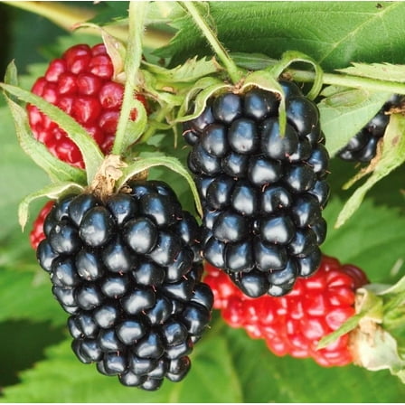 Set 2 Osage Thornless Blackberry Plants 4-7" Tall for Planting, Blackberry Bush Tree, Thornless Black Berry Plant, Sweet Fruit Plant for Garden