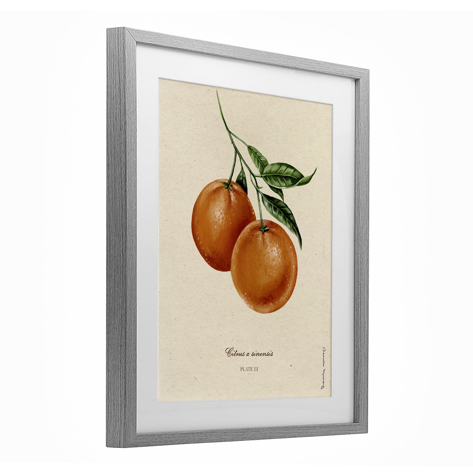 Stupell Industries Orange Fruit Portrait Gray Framed Print Under Glass, design by Danielle Murray