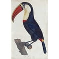 thumbnail image 3 of Levaillant, Francois 10x14 Black Modern Framed Museum Art Print Titled - Toucan, 3 of 5