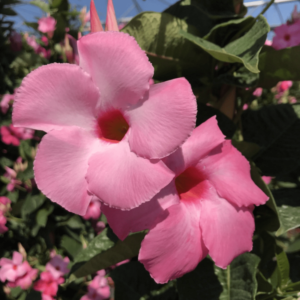 2 Pink Mandevilla Live Plants, Mandevilla Flowering Vine Plants 4 to 6 Inches