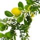 thumbnail image 4 of Guirnalda de ratán artificial de limón - Enredadera colgante de plástico verde de 78,74 pulgadas con limones artificiales para decoración de interiores, exteriores, Navidad, bodas y hogar., 4 of 7