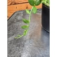 thumbnail image 3 of Herreianus String of Watermelons, 2" Plant, 3 of 3