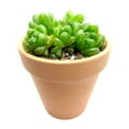 thumbnail image 3 of Haworthia Cymbiformis var. Obtusa (4"+ Plastic Pot) - Tiny, Lovely, Easy to Care Succulent for Beginners - Live Healthy Succulent for Home Office, 3 of 8