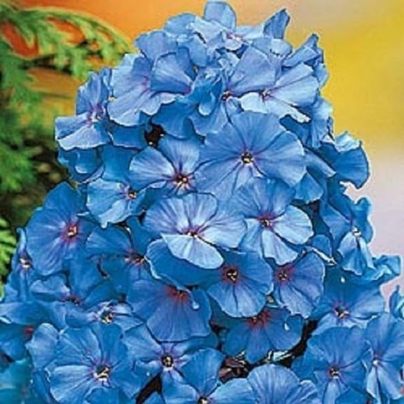 50 Light Blue Phlox Seeds – Perennial Garden Flower – Pollinator Friendly Blooming Plant
