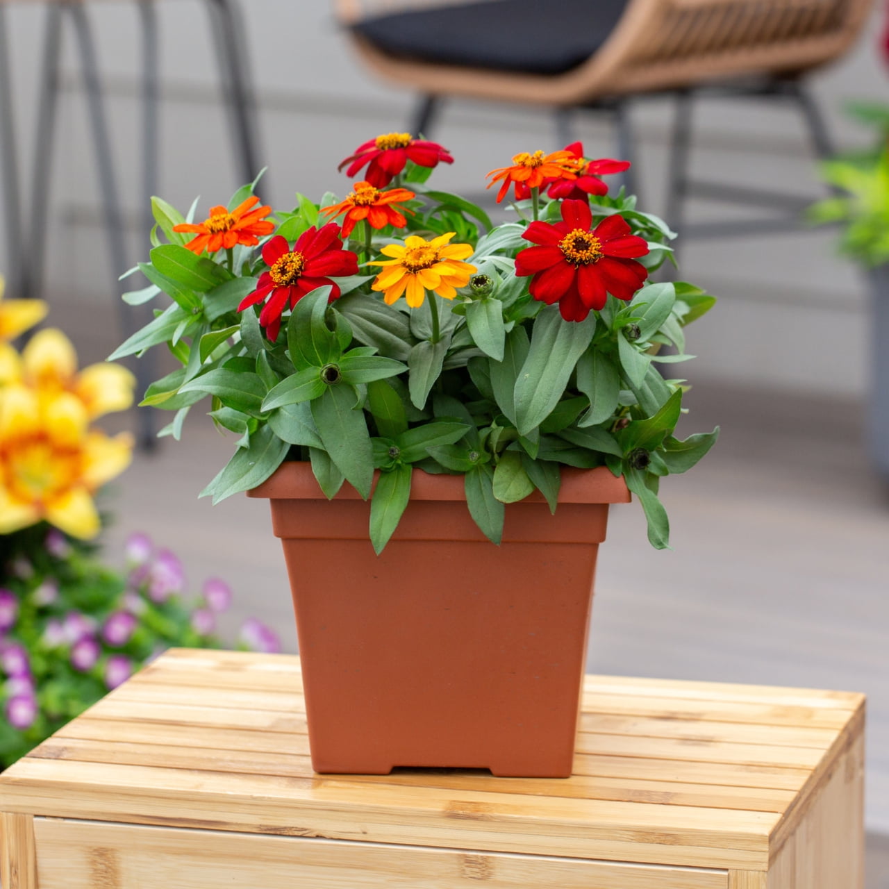 Expert Gardener 1 gal Multicolor Zinnia Live Annual Plant