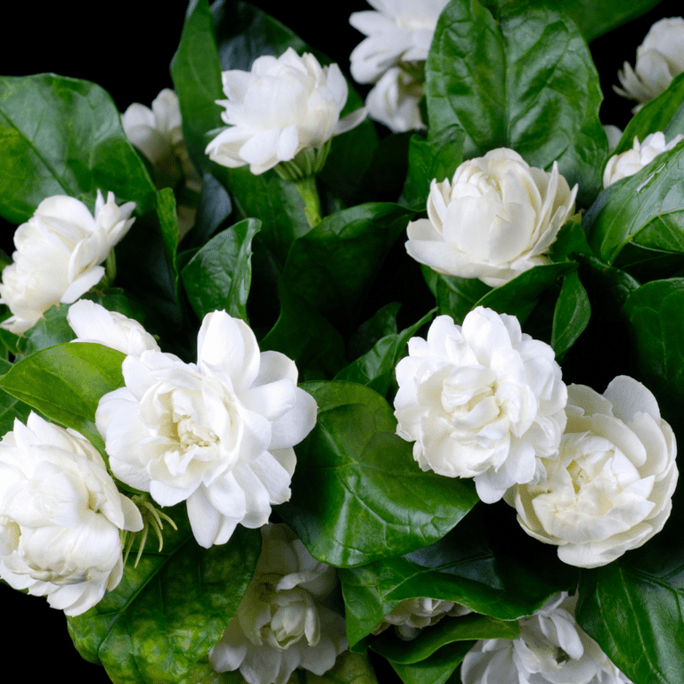 2 Grand Duke Jasmine Plants, Arabian Jasmine Vine, Blooming