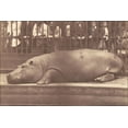 thumbnail image 1 of 24"x36" Gallery Poster, Count de Montizon (Spanish - The Hippopotamus at the Zoological Gardens, Regent's Park 1852, 1 of 1