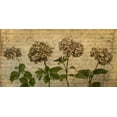 thumbnail image 2 of Frank, Assaf 32x18 White Modern Wood Framed Museum Art Print Titled - Four dried Hydrangea flowers in a row, 2 of 4