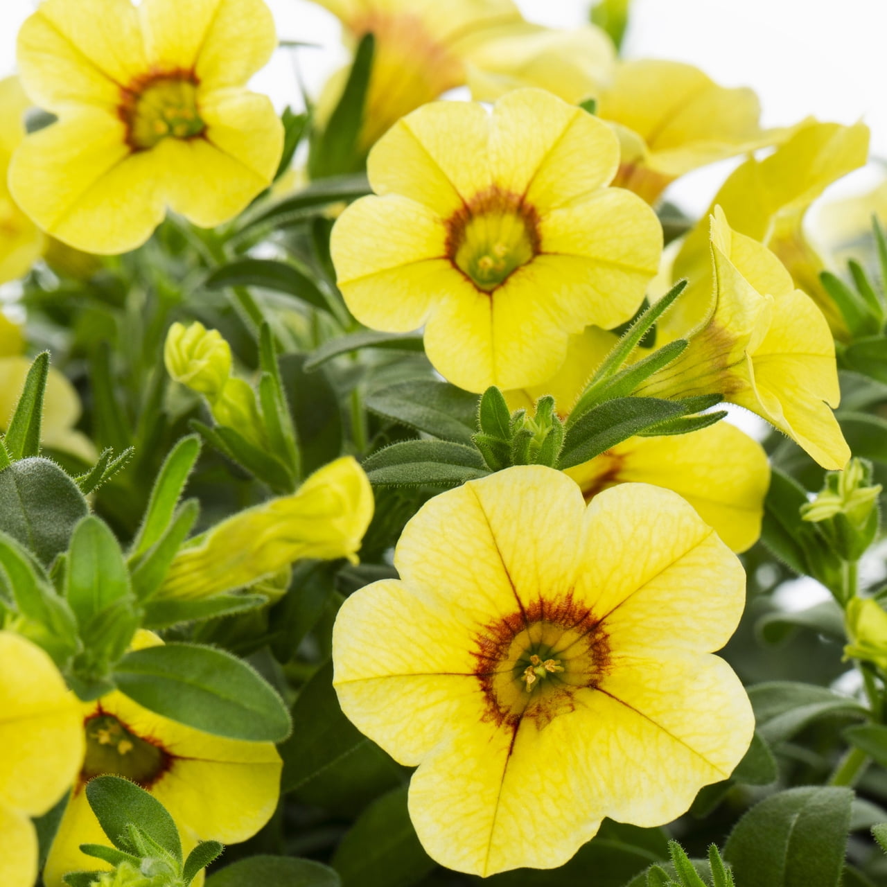 Expert Gardener Yellow Calibrachoa Live Annual Plant Hanging Basket, 1.5 gal, Full Sun